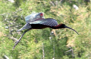 Glossy Ibis  - Plegadis falcinellus © John Muddeman